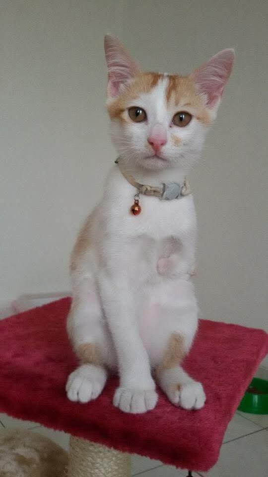 Jinji — Liswatis Dreipfoten-Kater aus Indonesien, sitzt auf seinem Kratzbaum